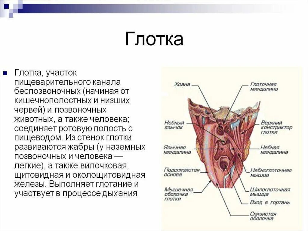 Орган определение анатомия. Глотка отделы строение функции. строение стенки глотки анатомия оболочки. глотка орган строения и функции. анатомическое строение глотки функции.