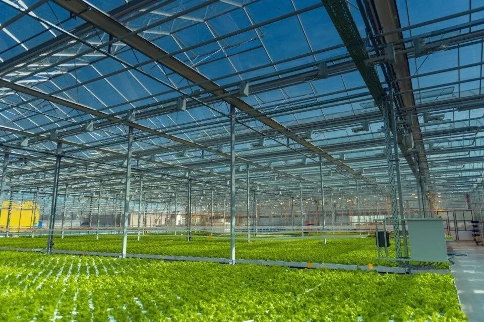 фермы агрокомплекса ткачева. теплицы чурилово челябинск. тепличный комплекс агрокультура групп. тепличный комбинат мартыновский. тепличный комплекс планировка.