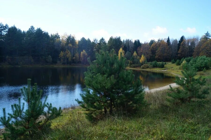 Озеро Рой Сосновский район Нижегородская область. Озеро Рязаново Сосновский район Нижегородская. Озера Сосновского района Нижегородской области. Рыльково Сосновский район Нижегородская область.