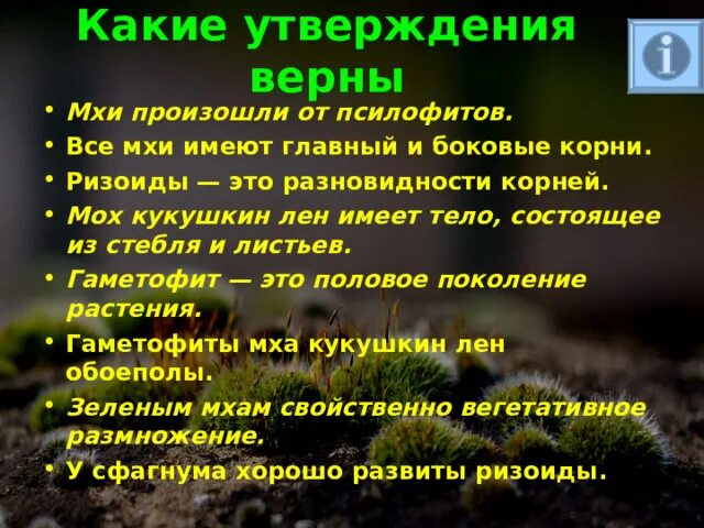 Прикрепляется к почве ризоидами. Мхи произошли от. Какие утверждения верны мхи произошли от псилофитов. Мхи имеют корни. Происхождение мхов.