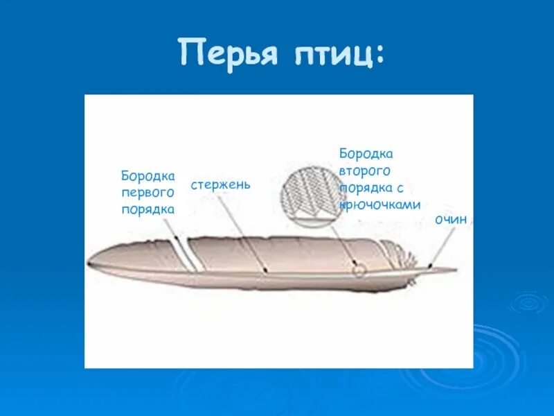 Бородки первого порядка. Перо птицы бородки 1 и 2 порядка. бородки второго порядка. контурное перо бородки первого и второго порядка. бородки первого порядка и бородки второго порядка.