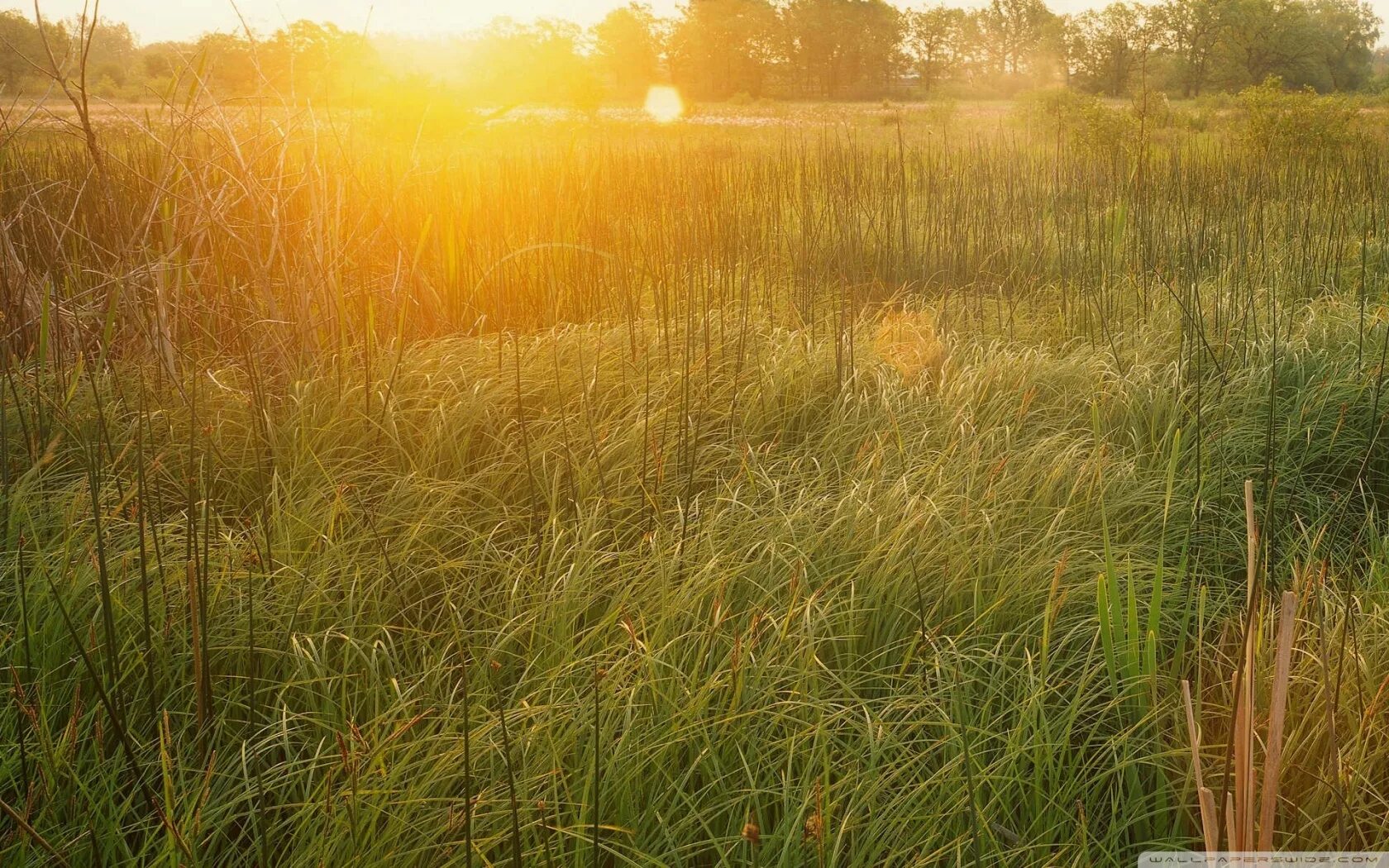 Солнечный пейзаж. Дерево залитое солнечным светом. Лето солнце. Залитую солнцем поляну. Лето природа.