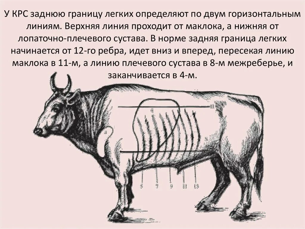 Линии крупного рогатого скота