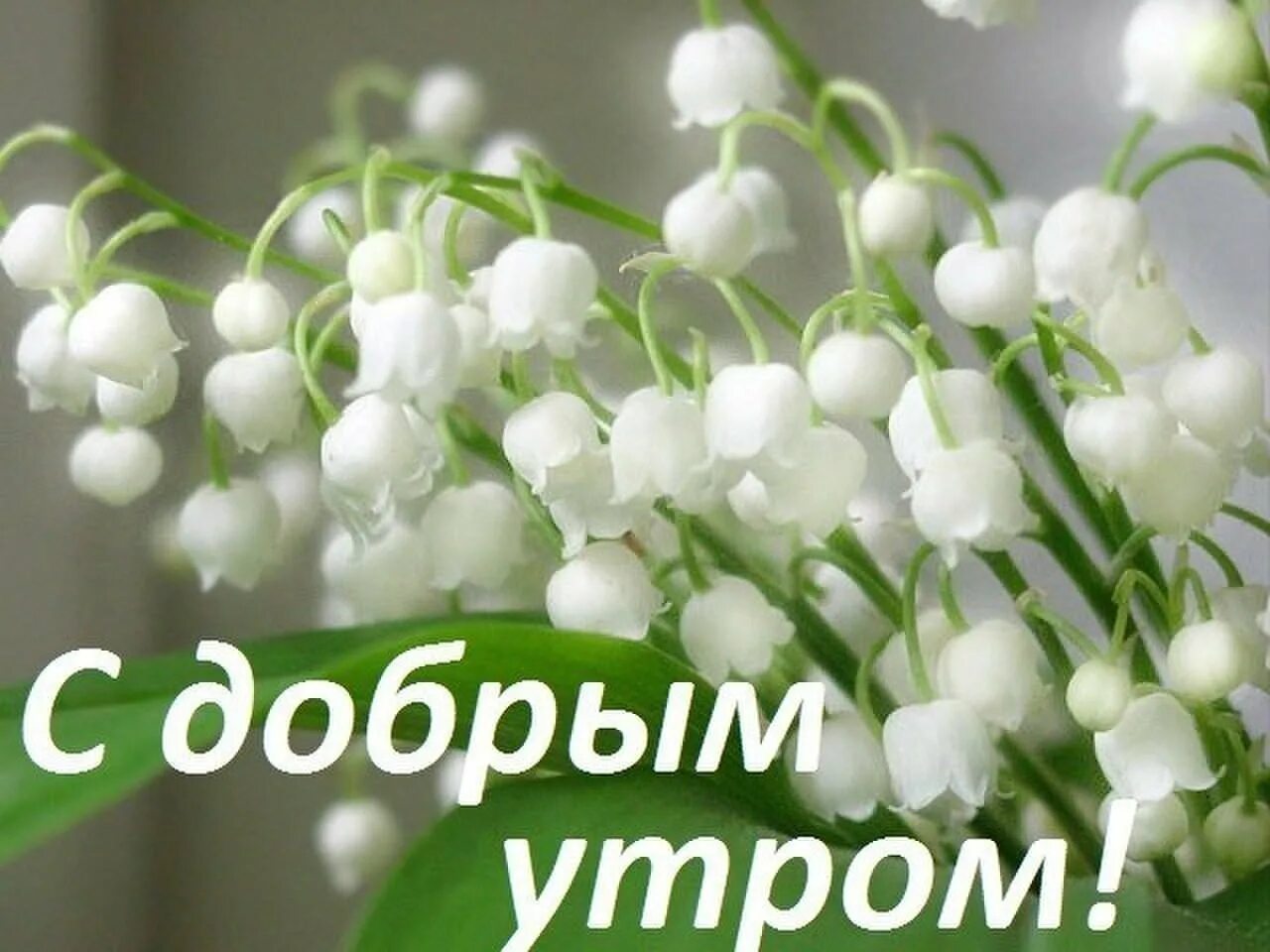 Ландыши и колокольчики. Весенние цветы. Ландыши флешмоб. Красивый букет из ландышей. Ландыши песня альбом.