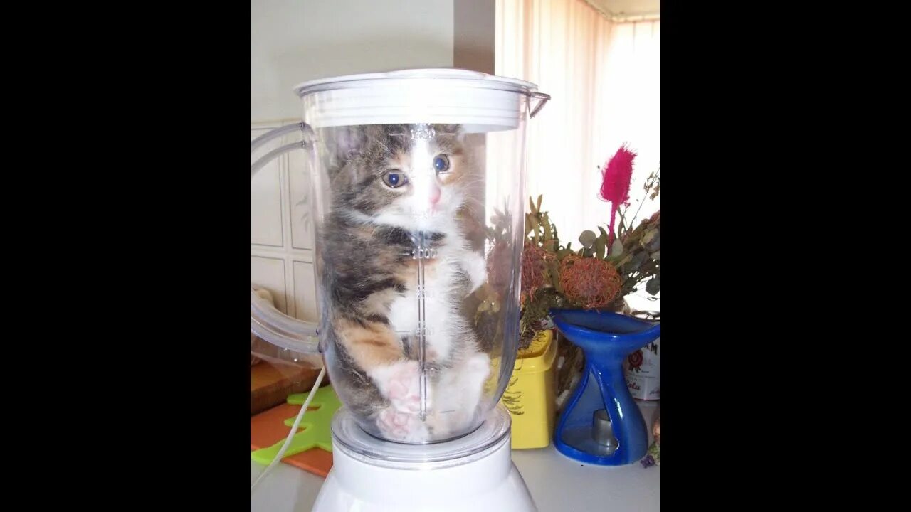 Cat in the blender. Котик в блендере. Кошачий блендер. Кот в блелендере. Котенок в блендере Мем.