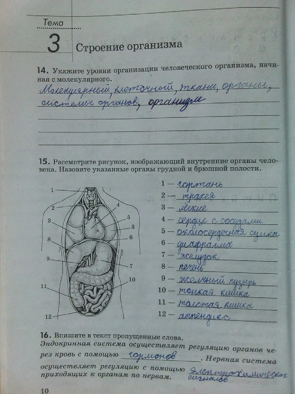 Практическая по биологии 10. Строение органов человека рабочая тетрадь. Лабораторные работы по анатомии. Домашнее задание по анатомии.