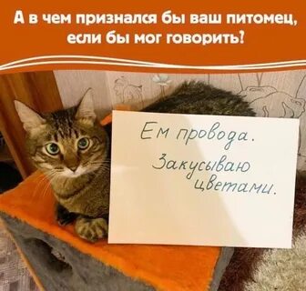 Почему кошки бьют