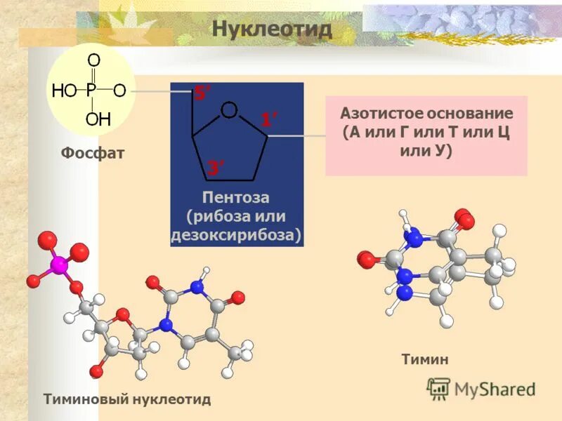 Азотистое основание рибоза остаток. Нуклеотид дезоксирибоза. Тиминовый нуклеотид. Структура нуклеотида. Нуклеотид Тимин.