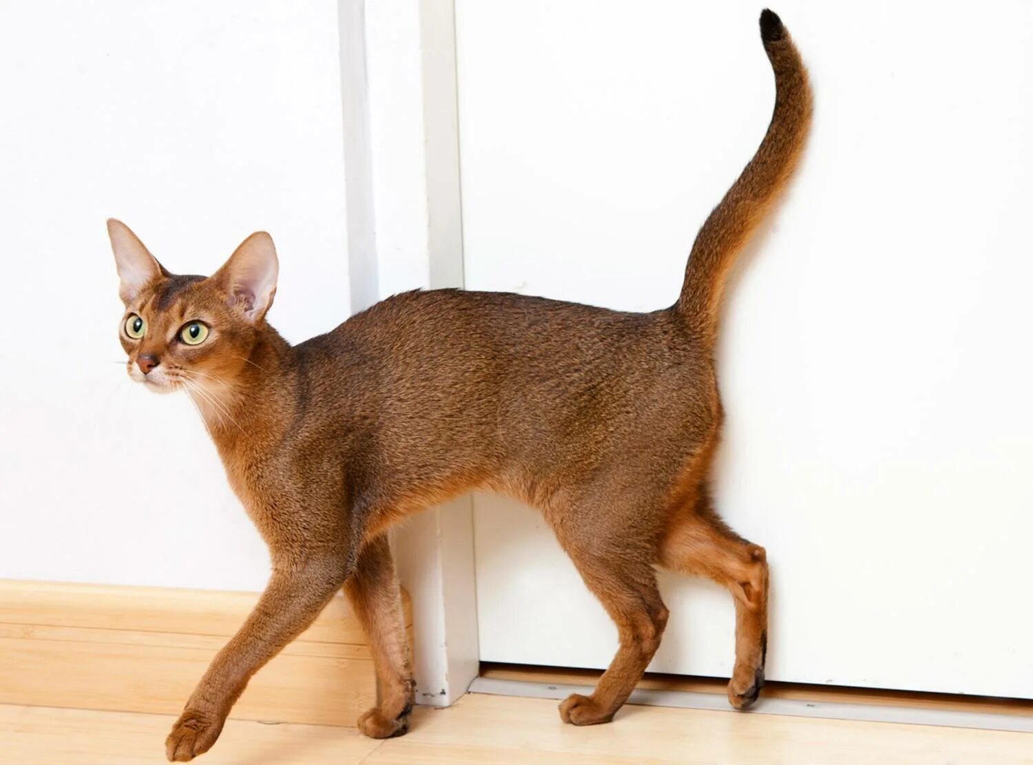 Рассмотрите фотографию кошки породы абиссинская и выполните. Абиссинская кошка. Порода кошек абиссинец. Абиссинская кошка пятнистая. Чаузи и Абиссинская кошка.