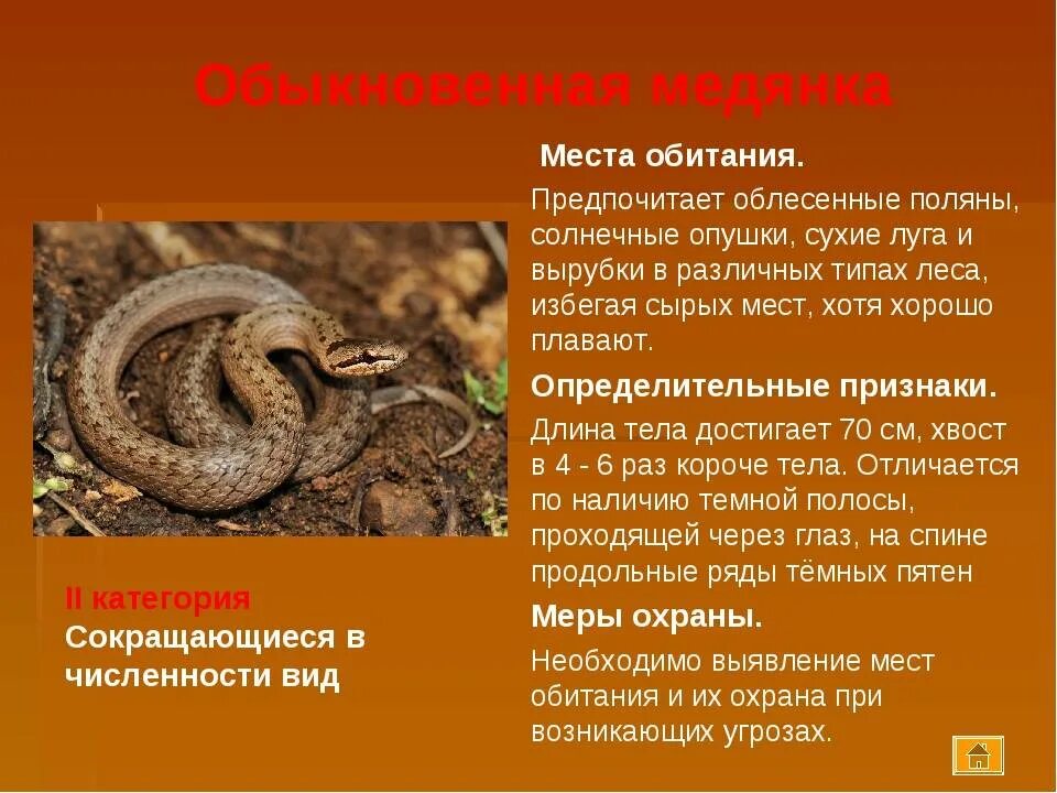 Обыкновенная медянка. Змея медянка опасна для человека. Болотная медянка змея. Змея медянка обыкновенная. Змея медянка опасна для человека.