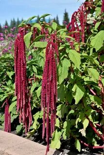 Love lies bleeding