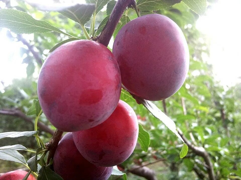 Слива алыча Кубанская Комета. Сорт алычи Кубанская Комета. Алыча гибридная Кубанская Комета. Слива русская (алыча) Кубанская Комета. Слива ранняя сорта фото отзывы опылители