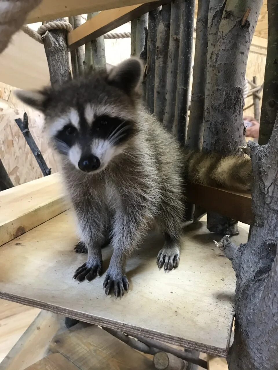 енот кафе калуга тульская. кафе с енотами омск. кафе с енотами омск. кафе с енотами в сеуле. кафе с енотами в москве.