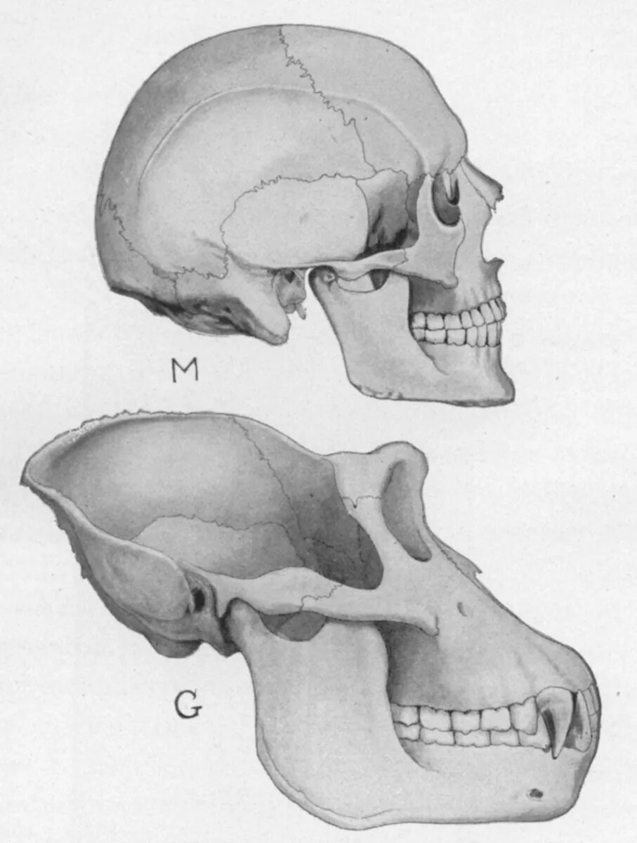 Мозг гориллы и человека. Череп строение черепа человекообразной обезьяны. Строение черепа человекообразной обезьяны. Череп человека и человекообразных обезьян. Строение черепа человека и шимпанзе.