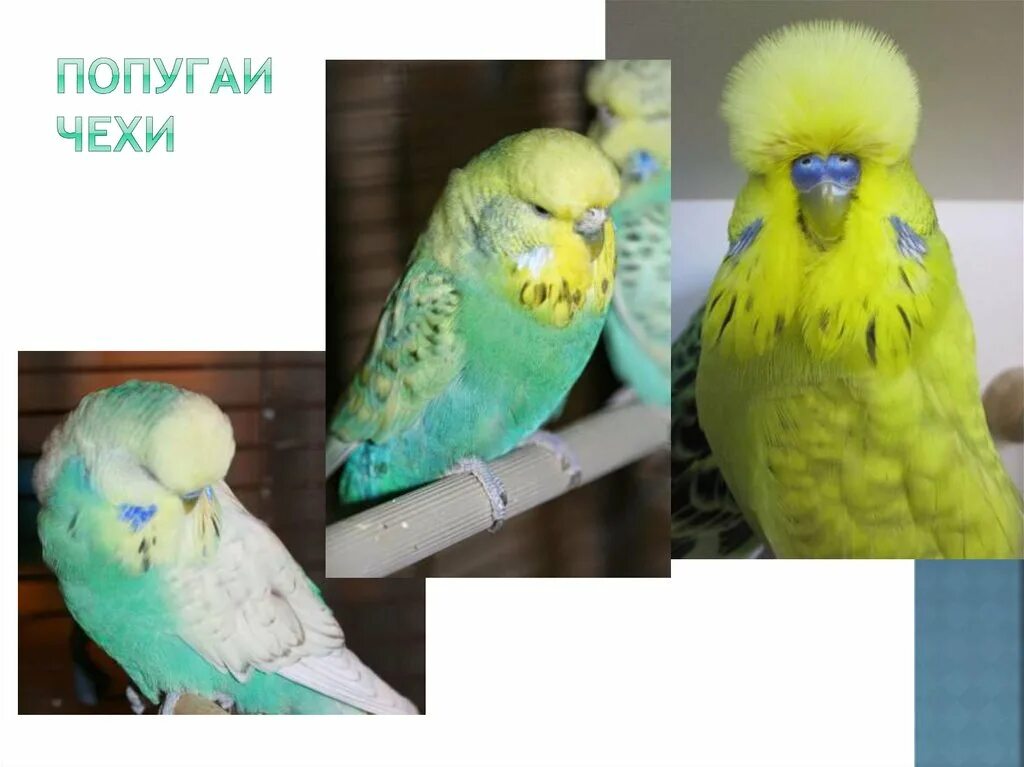 Волнистый попугай чех или обычный - картинки и фото poknok.art