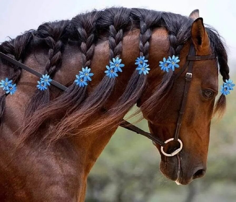 Horse hair. Прически для лошадей. Грива лошади. Лошадь с косичками. Украшения для лошадей.