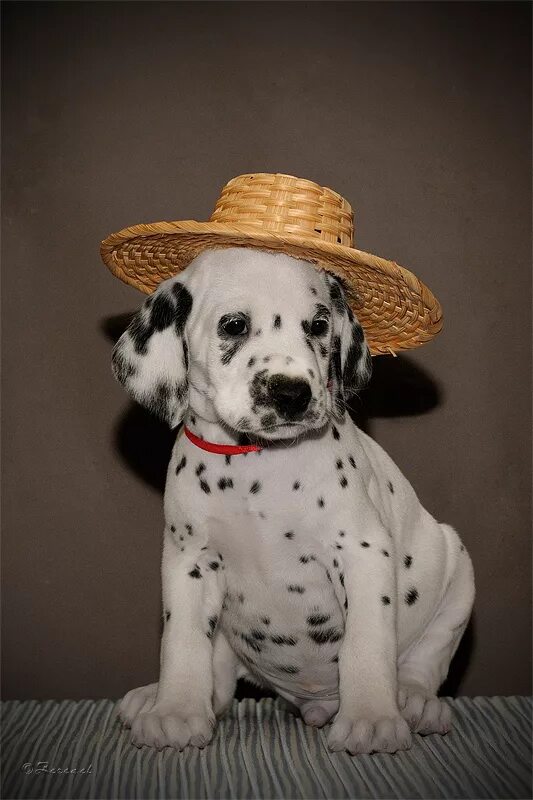 немецкий дог породы собак германии. мраморный дог. доги х95. королевский дог рост. дог стайл бутово парк.