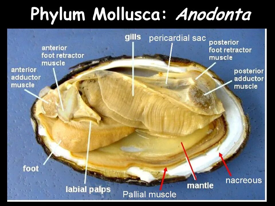 Вскрытие двустворчатого моллюска. Беззубка моллюск жемчуг. Двустворчатые моллюски устрицы. Мидия моллюск строение.