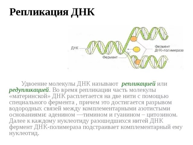 Процесс разрезания молекулы днк с помощью ферментов. Ферменты репликации ДНК таблица. Репликация РНК ферменты. Ферменты редупликации ДНК. Репликация ДНК ферменты участвующие в репликации ДНК.