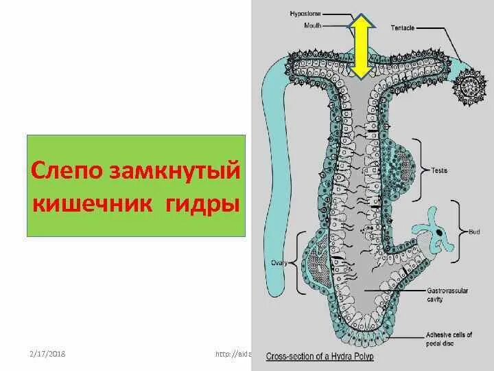 Слепо замкнутую пищеварительную систему имеют. Сслепощамкнутый кишечник. Слепо замкнутая пищеварительная система.