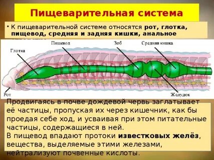 Отделы кишечника дождевого червя