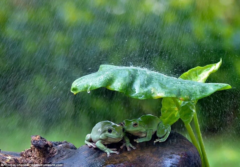 А по утру лягушки квакали. Лягушка. Лягушка под дождем. Лягушка дождь. Животные прячутся от дождя.