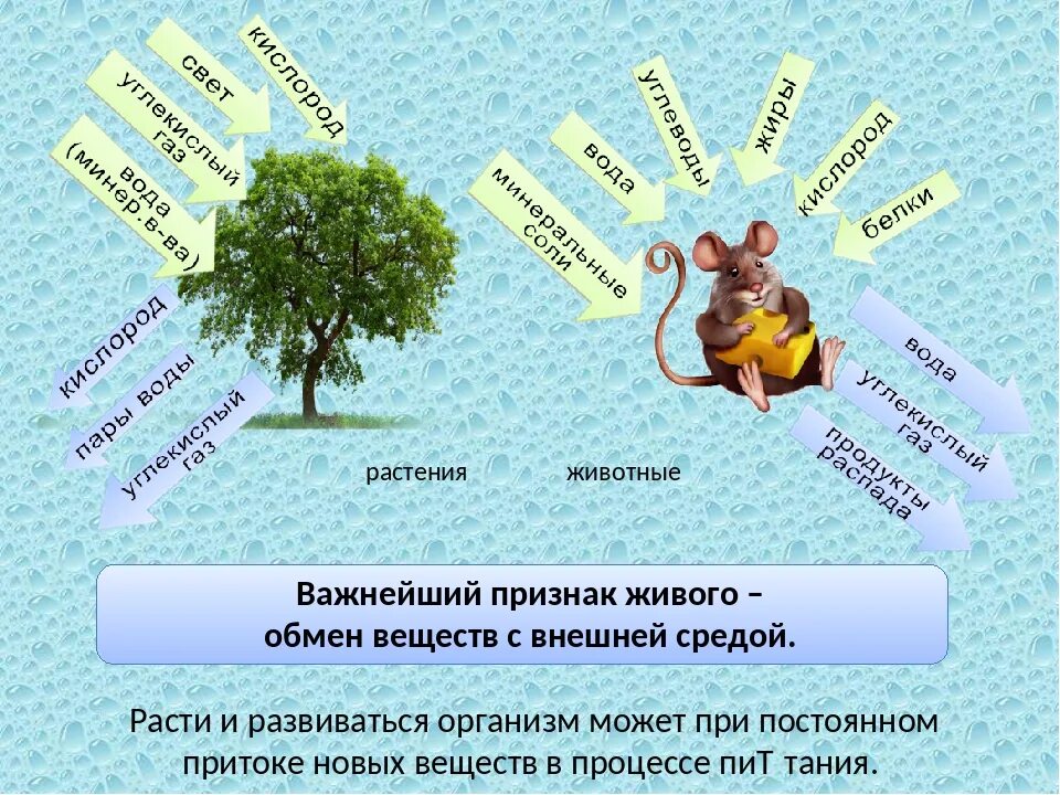 11 свойств живого организма. Признаки и свойства живых организмов. Свойства живых организмов 5 класс. Свойства живых организмов 5 класс биология. Признаки живого.