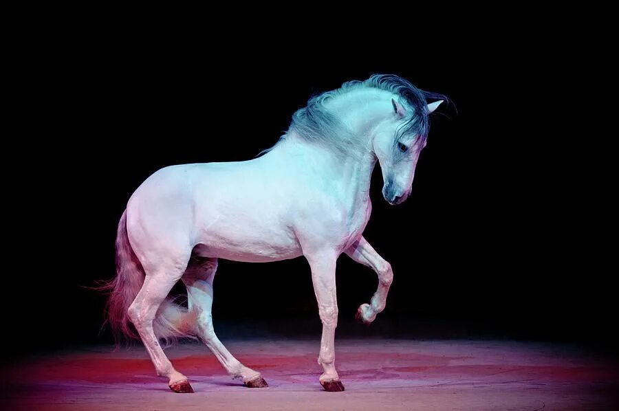 Лошадка музы. Танцующие лошади. Лошадь танцует. Белая лошадь. Танцующая с лошадьми.