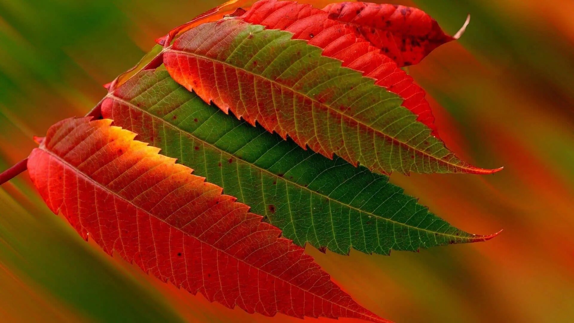Natural leaves. Красивые листья. Осень листья. Красивые осенние листья. Красивые листья растений.