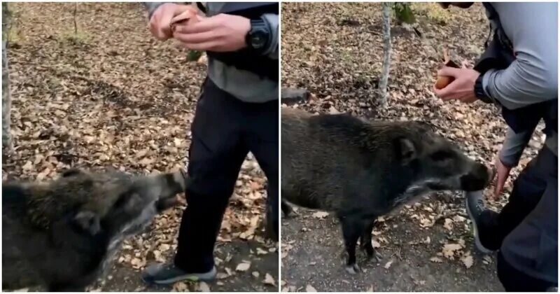 Пища кабана. Кабан в субтропиках. Животные с яблоками. Кабан ест желуди. Кабан в природе.