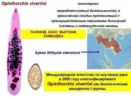 Описторхоз это