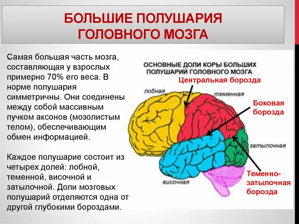 Зрительная зона коры больших полушарий проводниковый. Большие полушария головного мозга функции. Функция больших полушарий переднего головного мозга. Доли правого полушария головного мозга. Строение головного мозга доли коры.