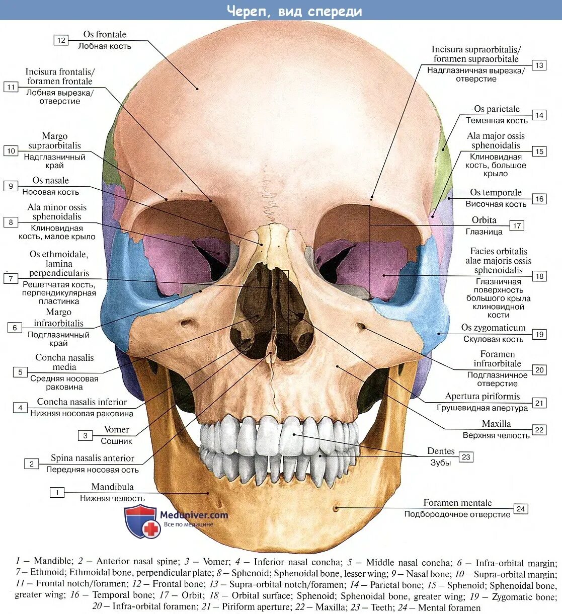 Череп вид спереди анатомия латынь. Топография черепа спереди. Топография лицевого отдела черепа анатомия. Кости черепа анатомия латынь.
