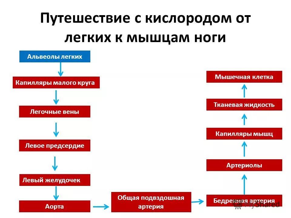 Порция кислорода. Последовательность прохождения кислорода. Путь кислорода от легких к мышцам. Перемещение кислорода схема. Схема пути кислорода к легким.