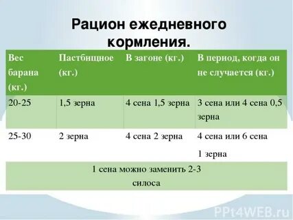 Рацион овец