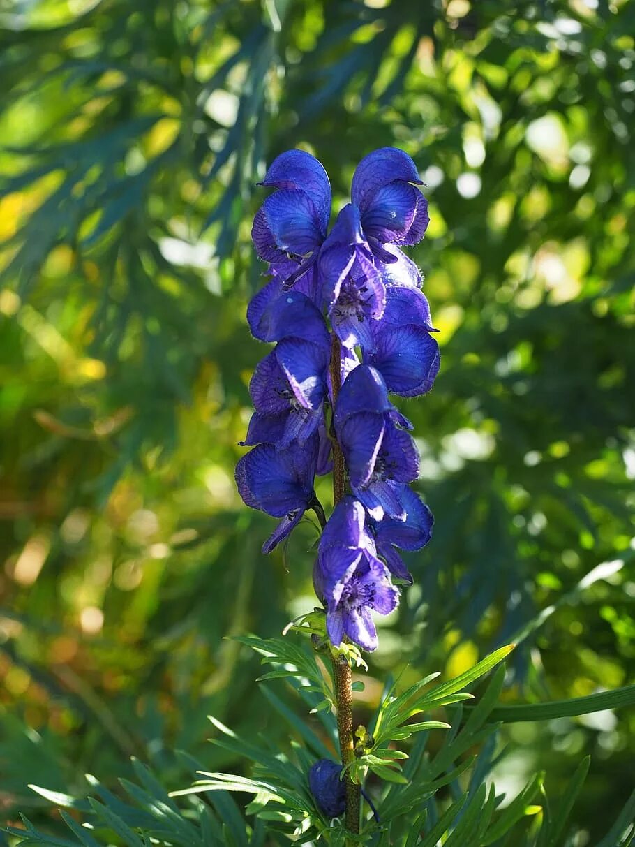 Синие ядовитые цветы. Цветок борец Аконит. Аконит шлемник. Aconitum / Аконит (борец) ’. Волчий Аконит.