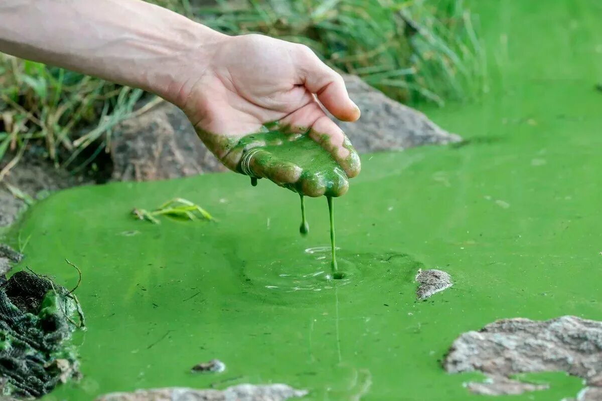 Цветение воды цианобактерии. Хламидомонада цветение воды. Цианобактерии в водоеме. Цветение водоемов. Цветет водоем