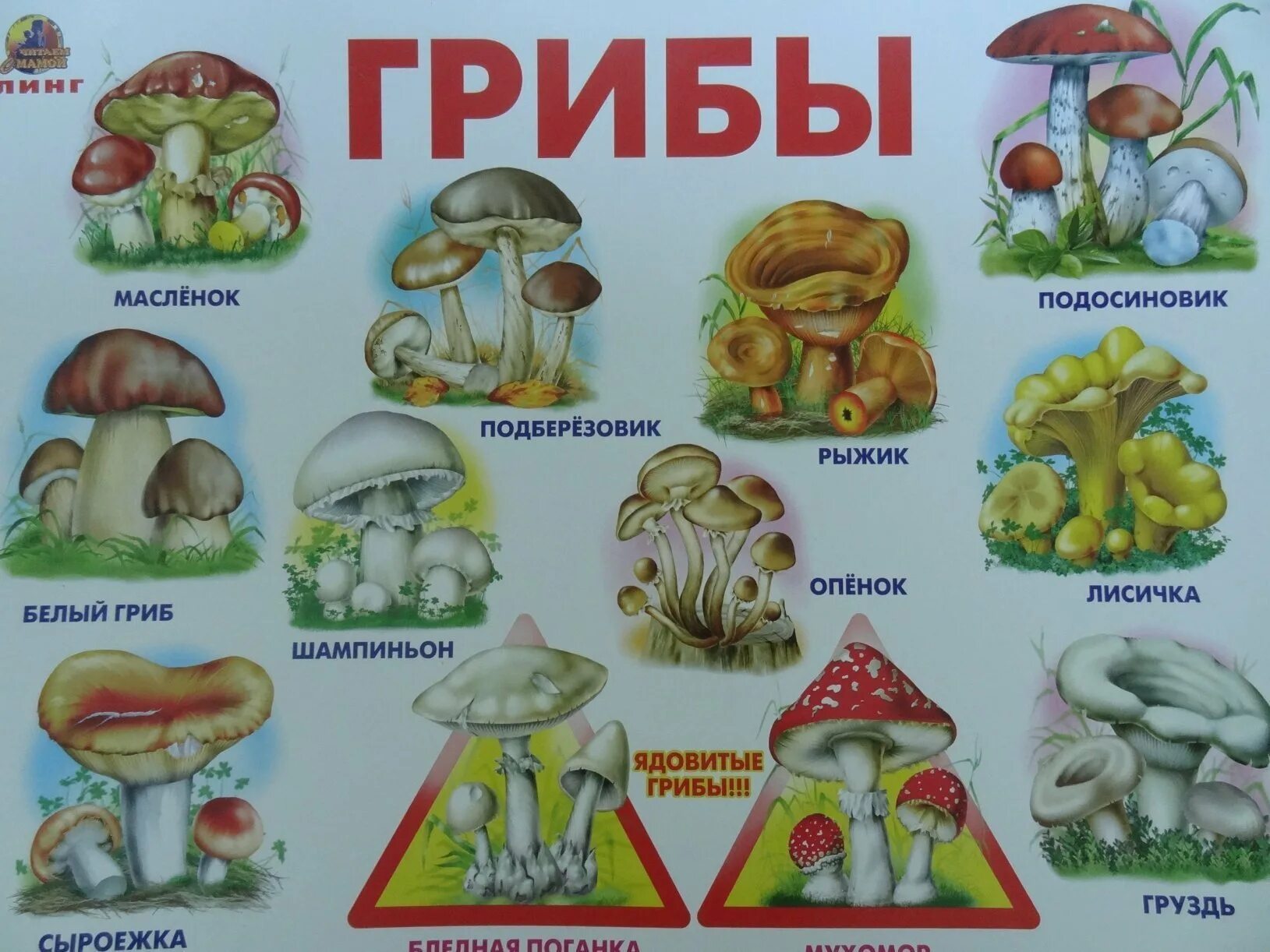 Съедобные и несъедобные грибы подготовительная группа. Съедобные и несъедобные грибы в картинках с названиями для детей. съедобные грибы. седобные и не седобные грибы. несъедобные грибы.