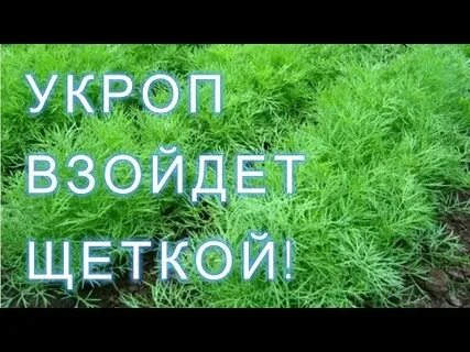 Укроп и петрушка под зиму посадить