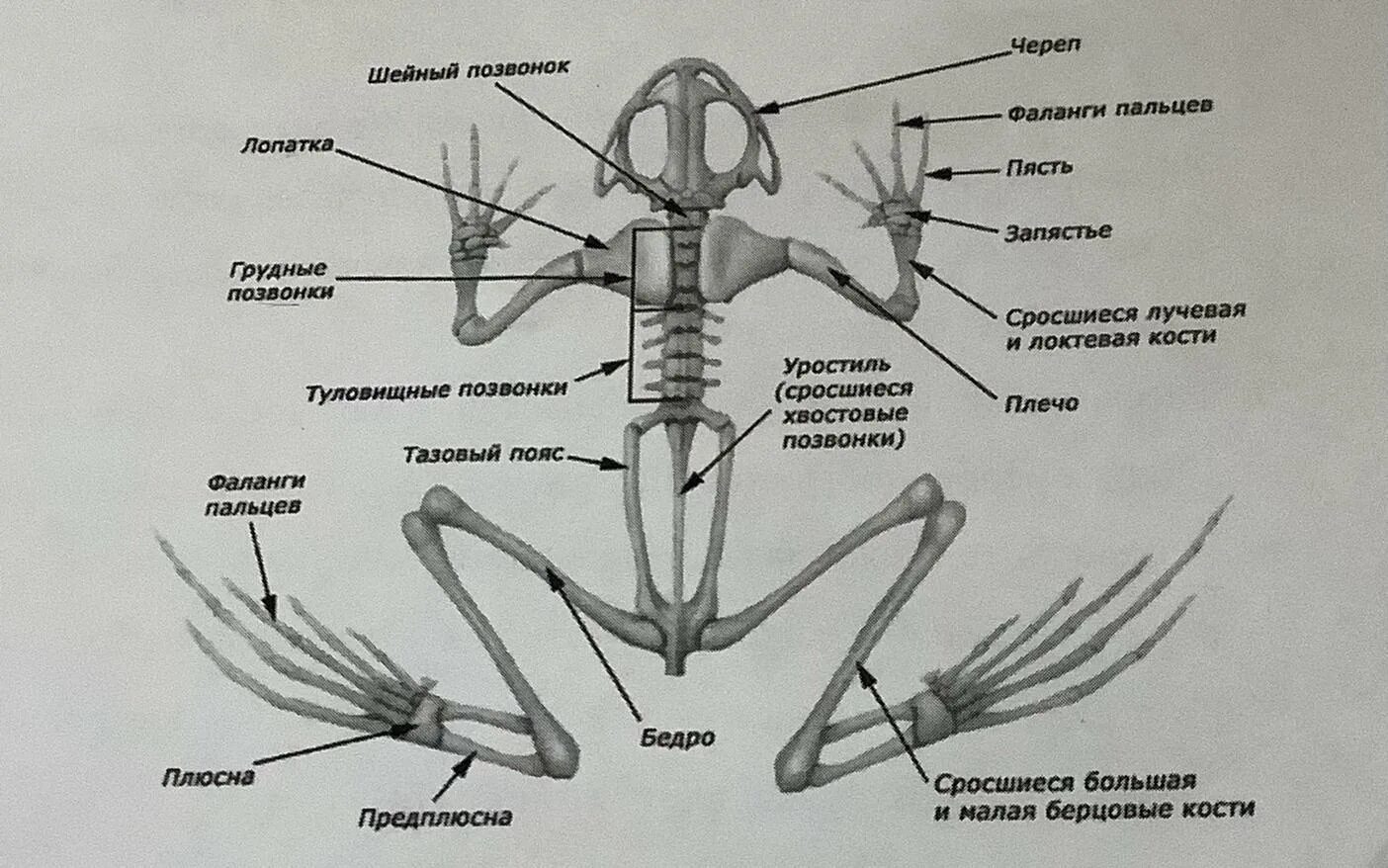 Скелет птицы пояс передних конечностей. Скелет лягушки пояс передних конечностей. Кости передних конечностей у лягушки. Скелет передних конечностей лягушки