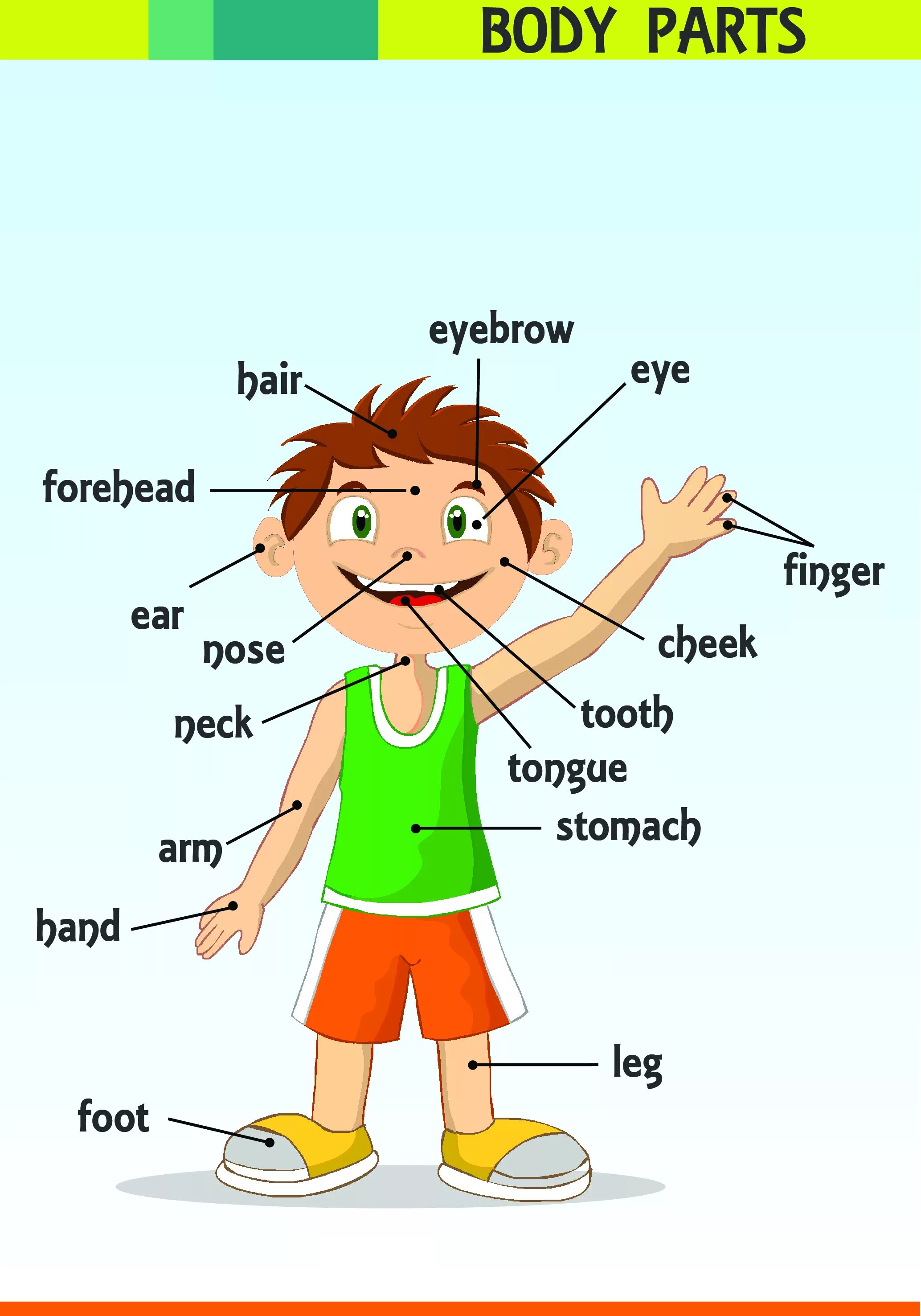 This is my body. Parts of body Vocabulary английский язык. Части тела на английском. Части тела на английском для детей. Body Parts для детей.