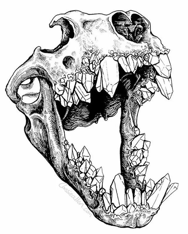 Пасть на колени. Черепа животных тату. Челюсть черепа эскиз. Череп набросок.