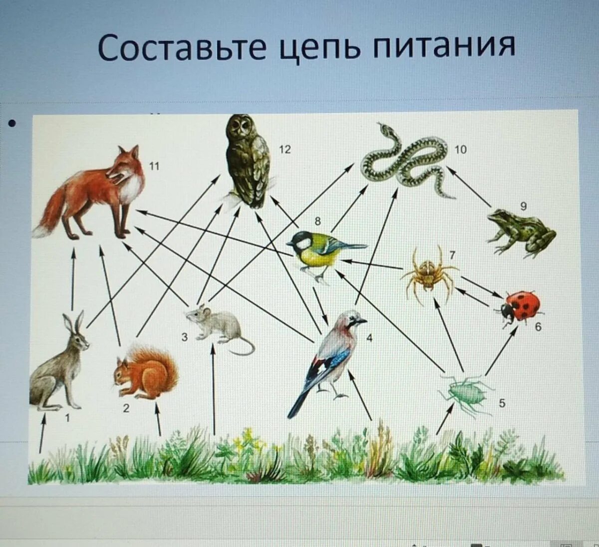 По рисунку 101 составить цепи питания. Цепочка питания биология 5. пищевые цепочки 5 класс биология. пищевая цепь в природе 5 класс биология. пищевая цепочка животных.