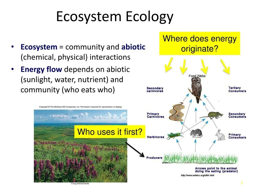 Questions about ecology. Ecosystem ecology. ecosystem in ecology. terrestrial ecosystem ecology. energy flow in ecosystems.