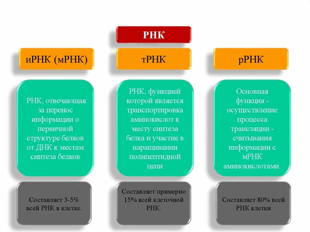 Функции ИРНК ТРНК РРНК. Функции МРНК ТРНК РРНК. М РНК функция. Роль ТРНК ИРНК. Перенос информации о белке