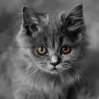 Имя серо белой кошке