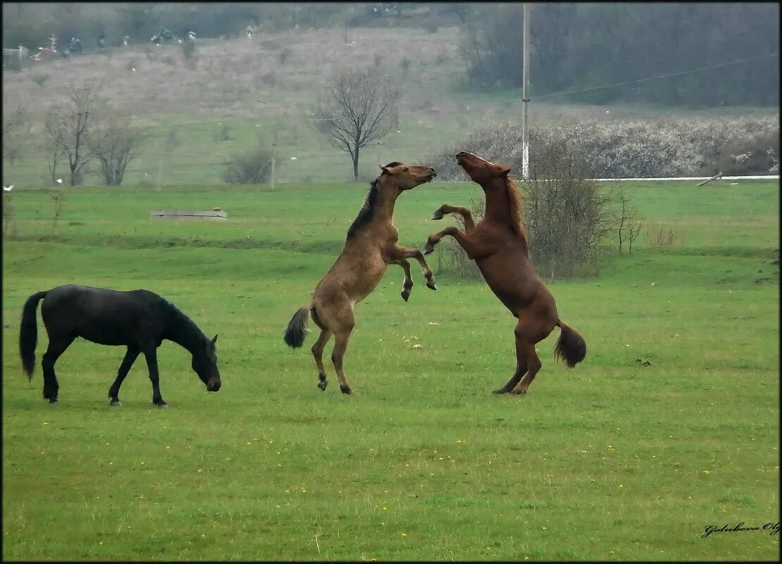 Танец лошадки. Лошадь танцует. Танцующие лошадки. Танцующий конь. Танцующая с лошадьми.