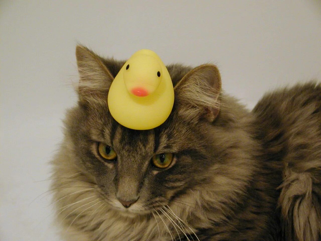 Котоутка. Кошки и утки. Duck face Cat. Duck staying on Cat.