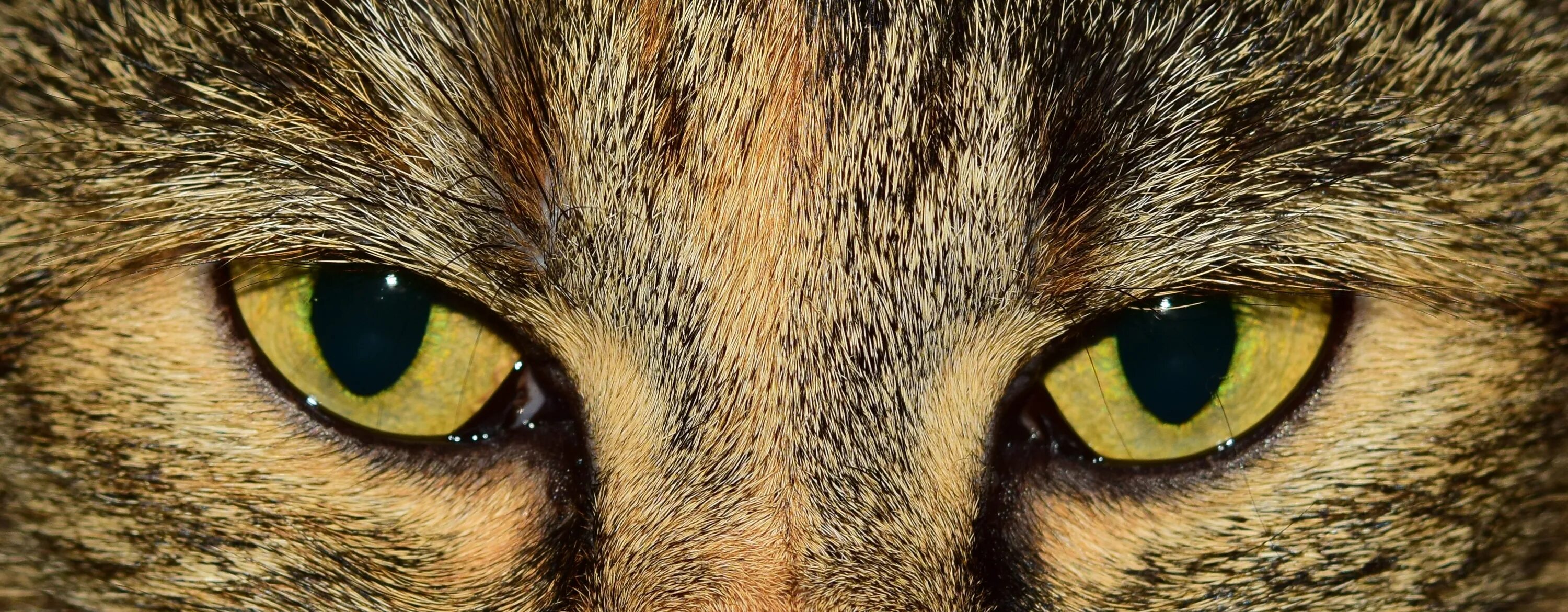 Время глазами кошки. Глаза животных. Глаза кошки. Кошачий глаз. Необычные глаза животных.