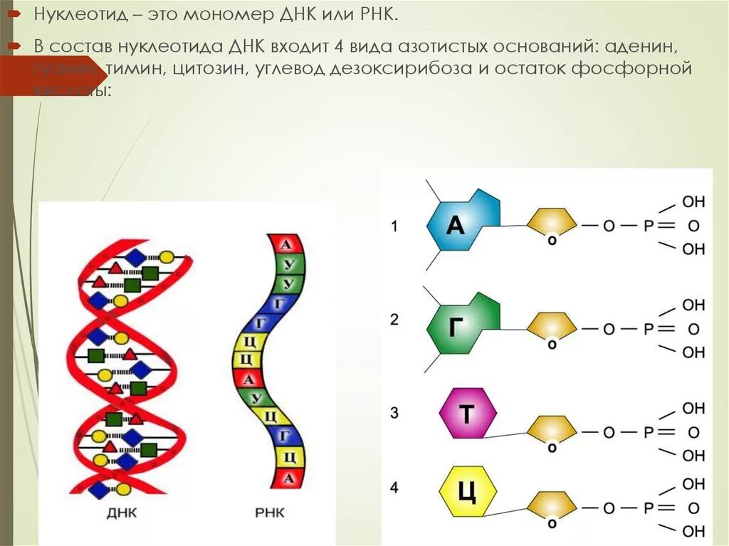 Соединение нуклеотидов днк. РНК комплементарность строение. Комплементарность нуклеотидов ДНК И РНК. Принцип комплементарности ДНК И РНК схема. Комплементарные нуклеотиды ДНК И РНК.